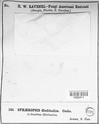 Sphaeropsis gleditschiae image